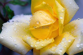玫瑰,黃色,花
