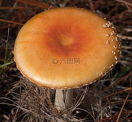 蘑菇,膏,飛木耳