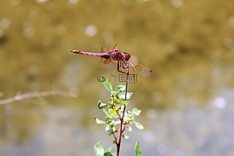 蜻蜓,甲蟲(chóng),紅色