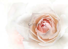 玫瑰,粉紅色,關(guān)閉