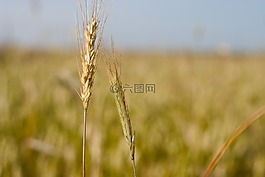 玉米,k?os,夏天