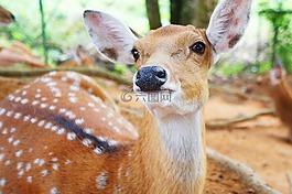 鹿,動(dòng)物,動(dòng)物園