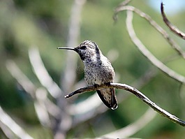 鳥,野生,蜂鳥