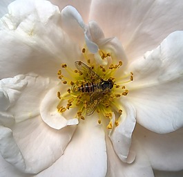 昆蟲,hoverfly,開花