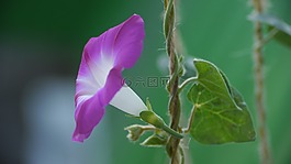 花卉,嬌嫩的花,美麗的花