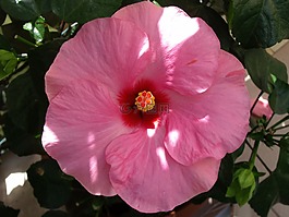 木槿,粉红色的花,花