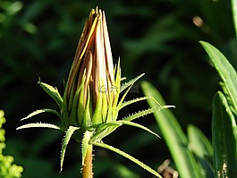 花蕾,花,自然