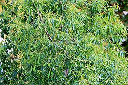 油漆匠的茶樹(shù),樹(shù),布須曼人的茶