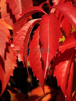 紅葉,葉子,常春藤