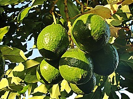 鱷梨,水果,aguacatero