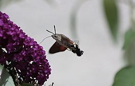 蜂鳥蛾,蝴蝶,飛