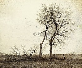 風(fēng)景,樹,藝術(shù)