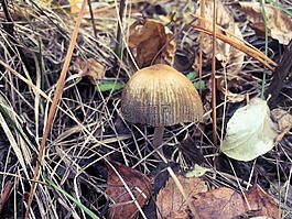 森林,蘑菇,光