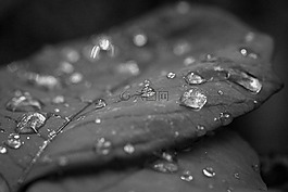 秋天的落叶,性质,黑色和白色。