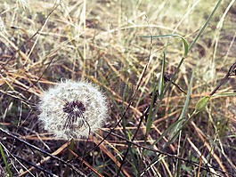 蒲公英,原野,widlflowers