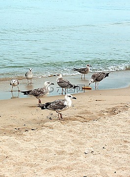 海鷗,鳥,海