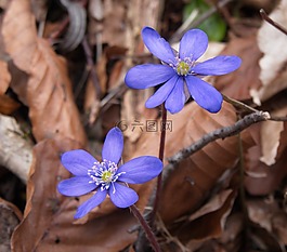 性質(zhì),鮮花,赫帕卡