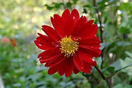 花,盛開,開花