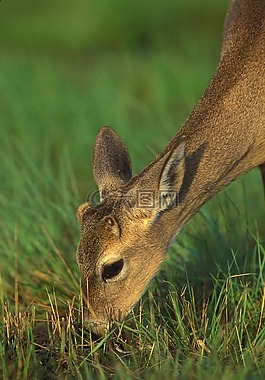 clavium,弗吉尼亚州人,odocoileus