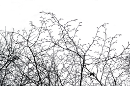 審美,孤立,性質