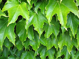 綠色,植物,葉子
