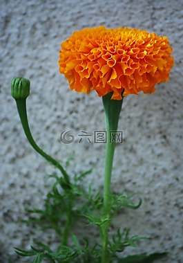 merigold,花,黄色