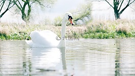 天鵝,性質(zhì),水禽