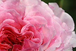 玫瑰,紅玫瑰,鮮花