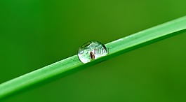 拖放,水,草