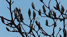 玉蘭,春天,開(kāi)花