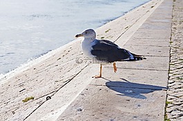 海鷗,鳥,自然