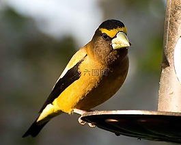 vespertinus,通賂,鳥