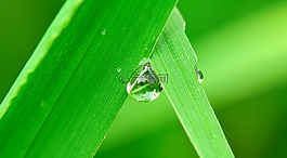 水,拖放,草
