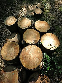 树干,树,切