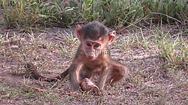 肯尼亞,嬰兒,狒狒