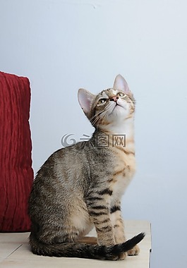 動物,貓,坐
