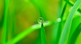 水,拖放,草