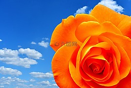 玫瑰,橙,開花