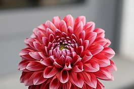 夏季,花,性質(zhì)
