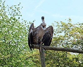 兀鷲,翅膀,鳥