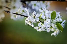 自然,花,植物區(qū)系