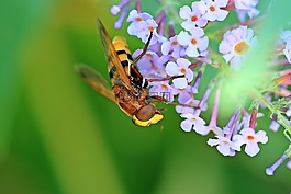osa,眼,昆虫