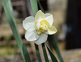双水仙,花,开花