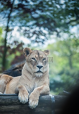 獅子,動(dòng)物園,杜伊斯堡
