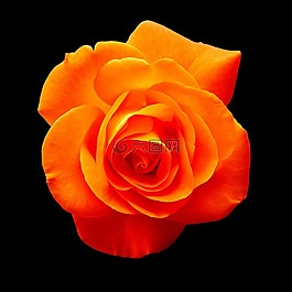 玫瑰,橙,開花