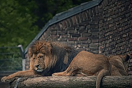 獅子,動物園,貓