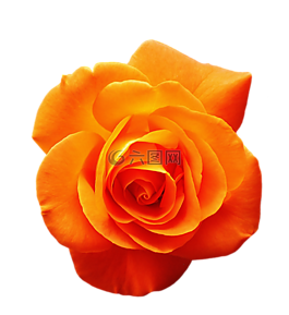 玫瑰,橙,開花