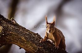 松鼠,動物,性質(zhì)