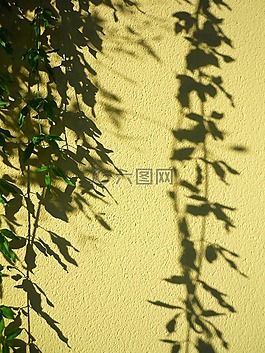 植物,吊墜,陰影