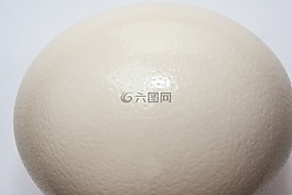 雞蛋,鴕鳥(niǎo)蛋,結(jié)構(gòu)